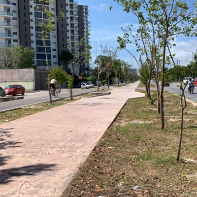 Fonatur reporta avance del 90% en programa de trasplante de árboles en Cancún