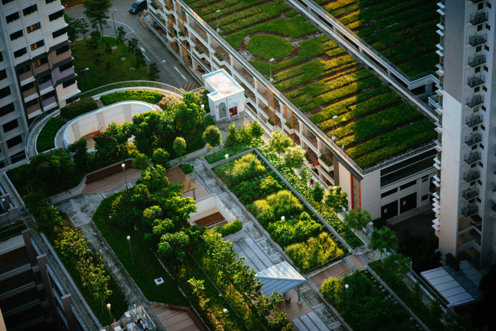 Techos verdes: hacia ciudades más sustentables, biodiversas y saludables