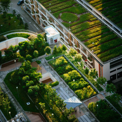 Techos verdes: hacia ciudades más sustentables, biodiversas y saludables