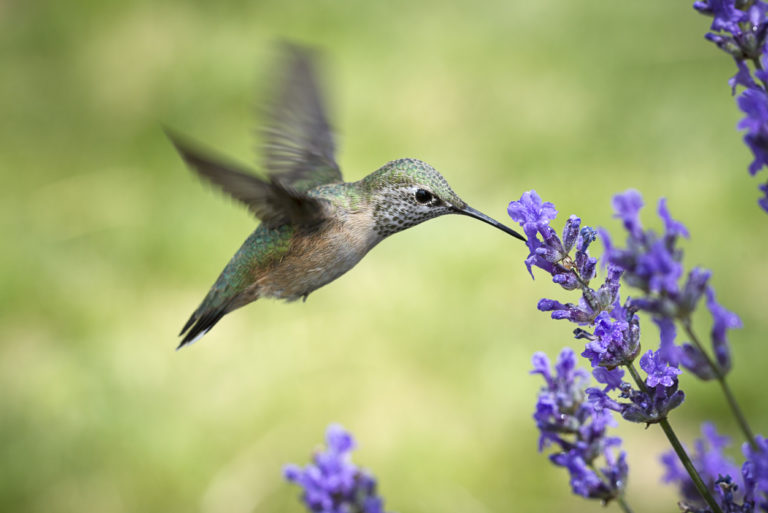 Adopta un colibrí