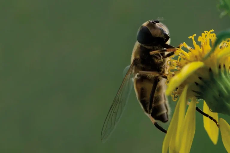 La abeja sagrada de los mayas