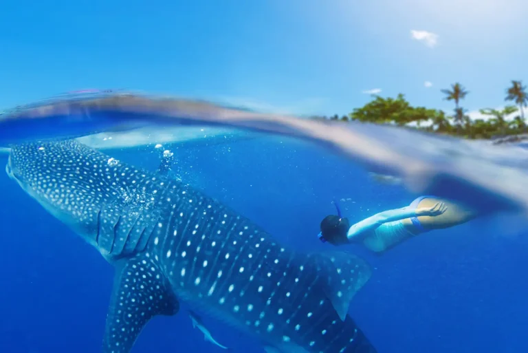 El Tiburón Ballena, huésped de honor de los mares de México