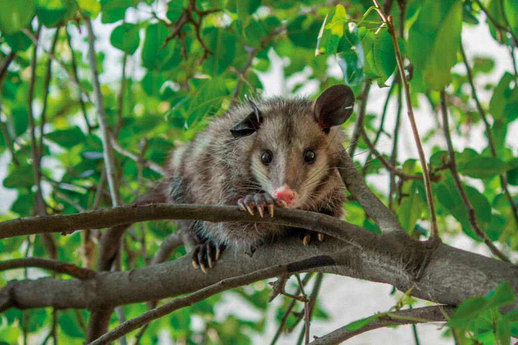 Fauna endémica de Quintana Roo
