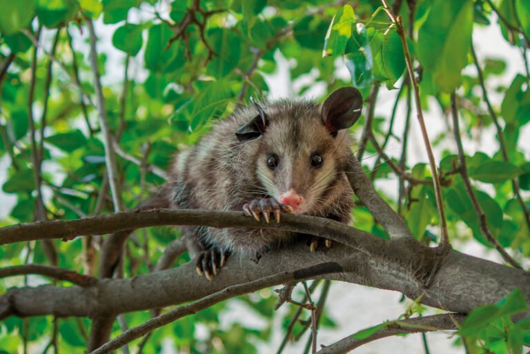 Fauna endémica de Quintana Roo