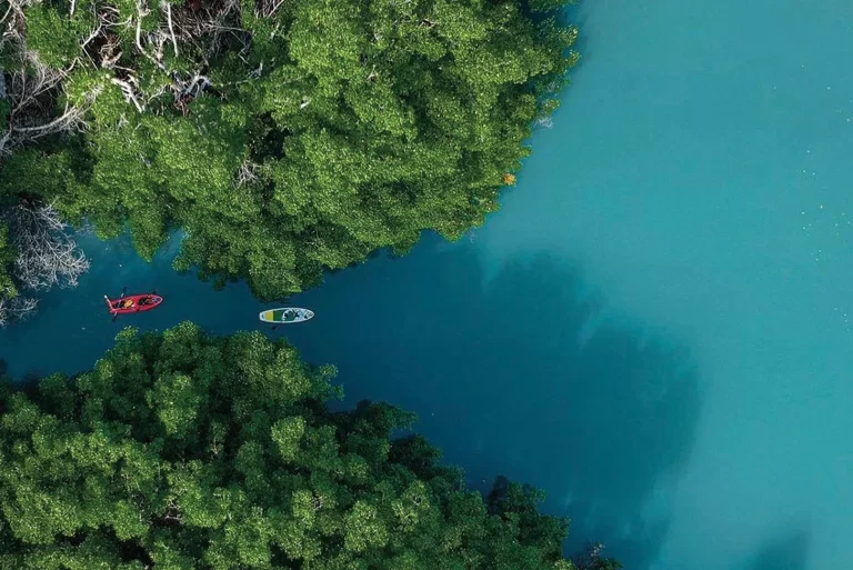 Los mangles un ecosistema clave para el equilibrio de nuestras costas