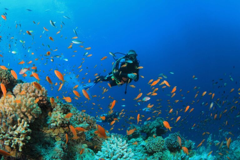 El Caribe Mexicano un mar rebosante de vida