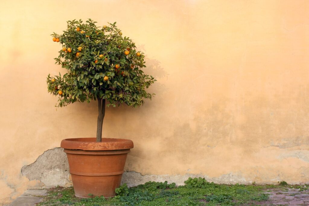 Los mejores árboles frutales para cultivar en casa, belleza, sabor y naturaleza al alcance