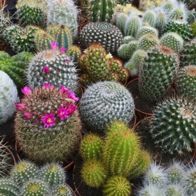 ¿Te gustan los cactus?