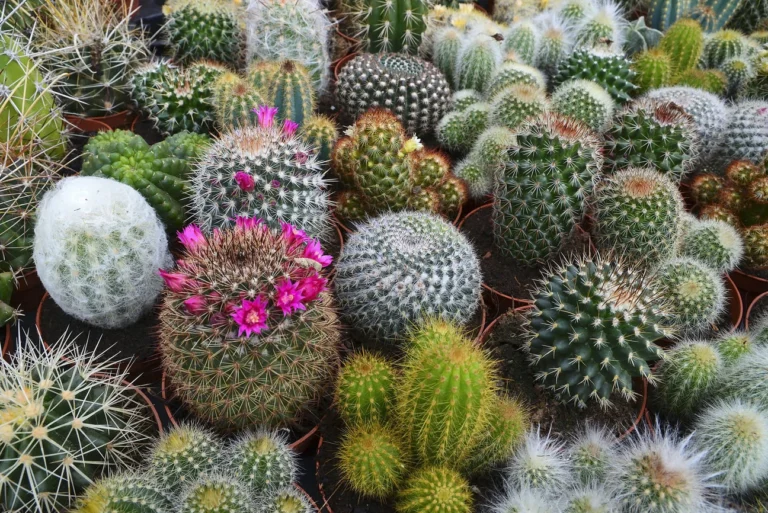 ¿Te gustan los cactus?