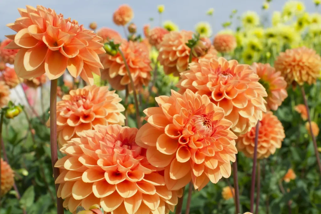 Espacios Vivos: La Importancia de las Plantas Endémicas en la Arquitectura Moderna