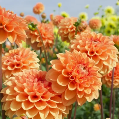 Espacios Vivos: La Importancia de las Plantas Endémicas en la Arquitectura Moderna