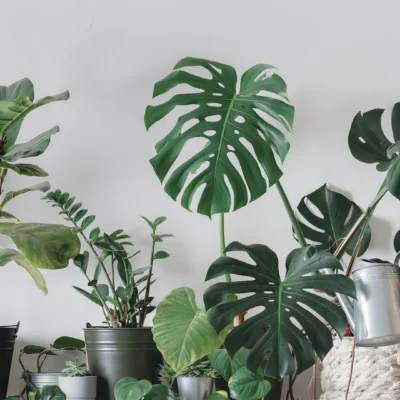 50 años de perfumes y emociones